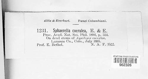 Mycosphaerella coerulea image